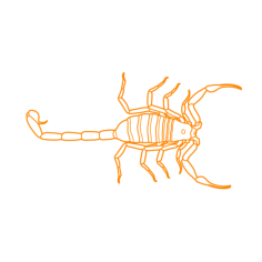 Animals Arachnids Arizona Bark Scorpion Svg Line Art, Free Vectors File